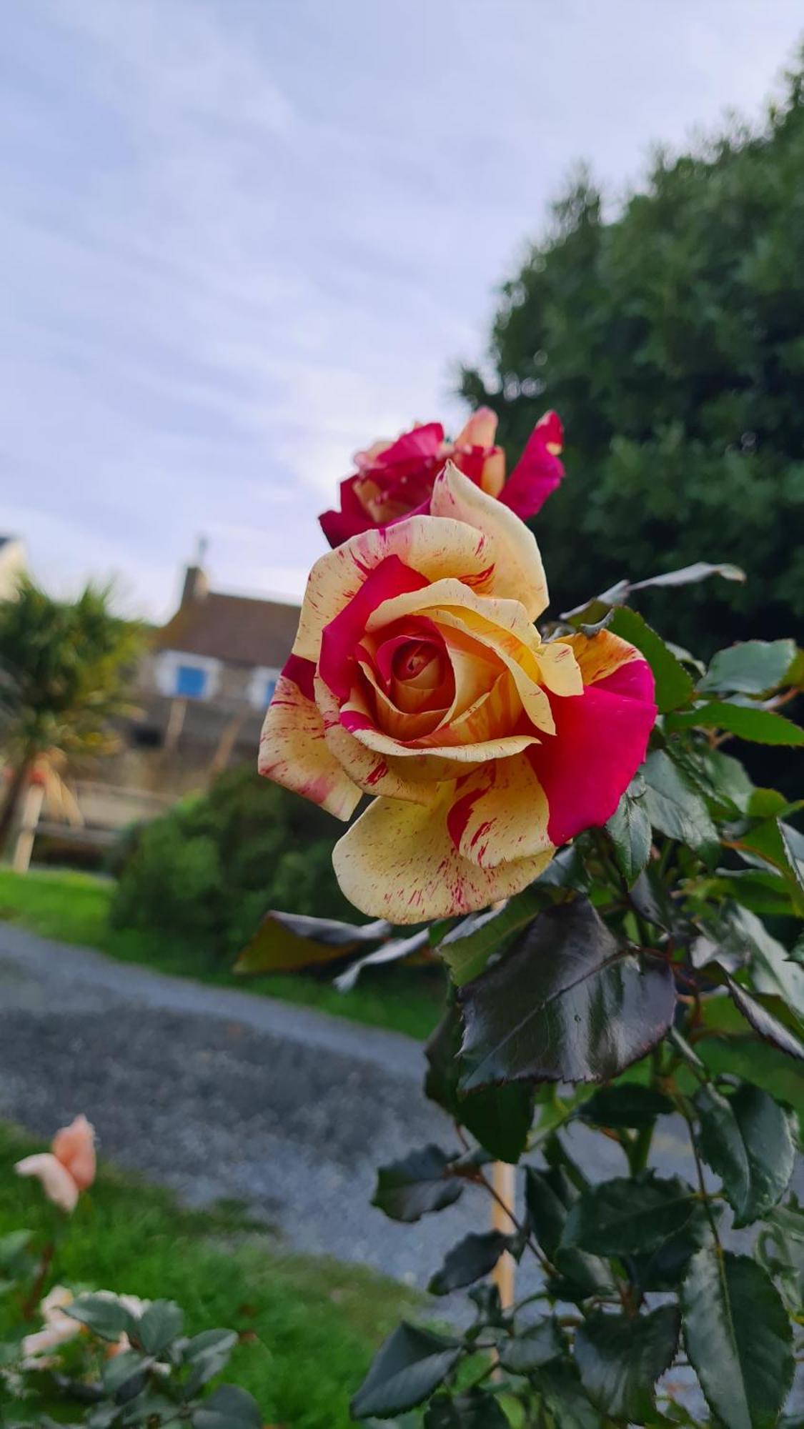 布兰维尔苏米尔Lesroses1680住宿加早餐旅馆 外观 照片