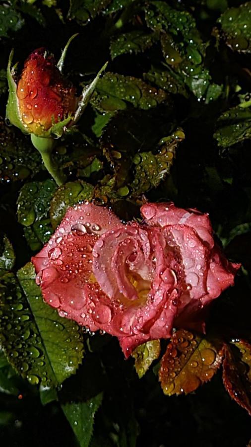 布兰维尔苏米尔Lesroses1680住宿加早餐旅馆 外观 照片