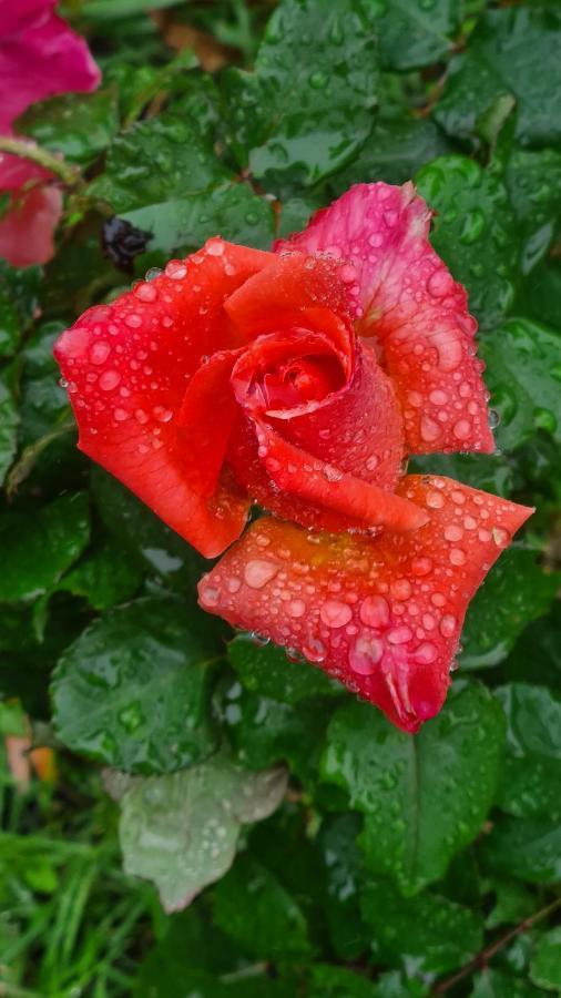 布兰维尔苏米尔Lesroses1680住宿加早餐旅馆 外观 照片