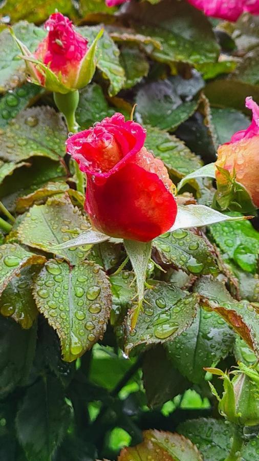 布兰维尔苏米尔Lesroses1680住宿加早餐旅馆 外观 照片