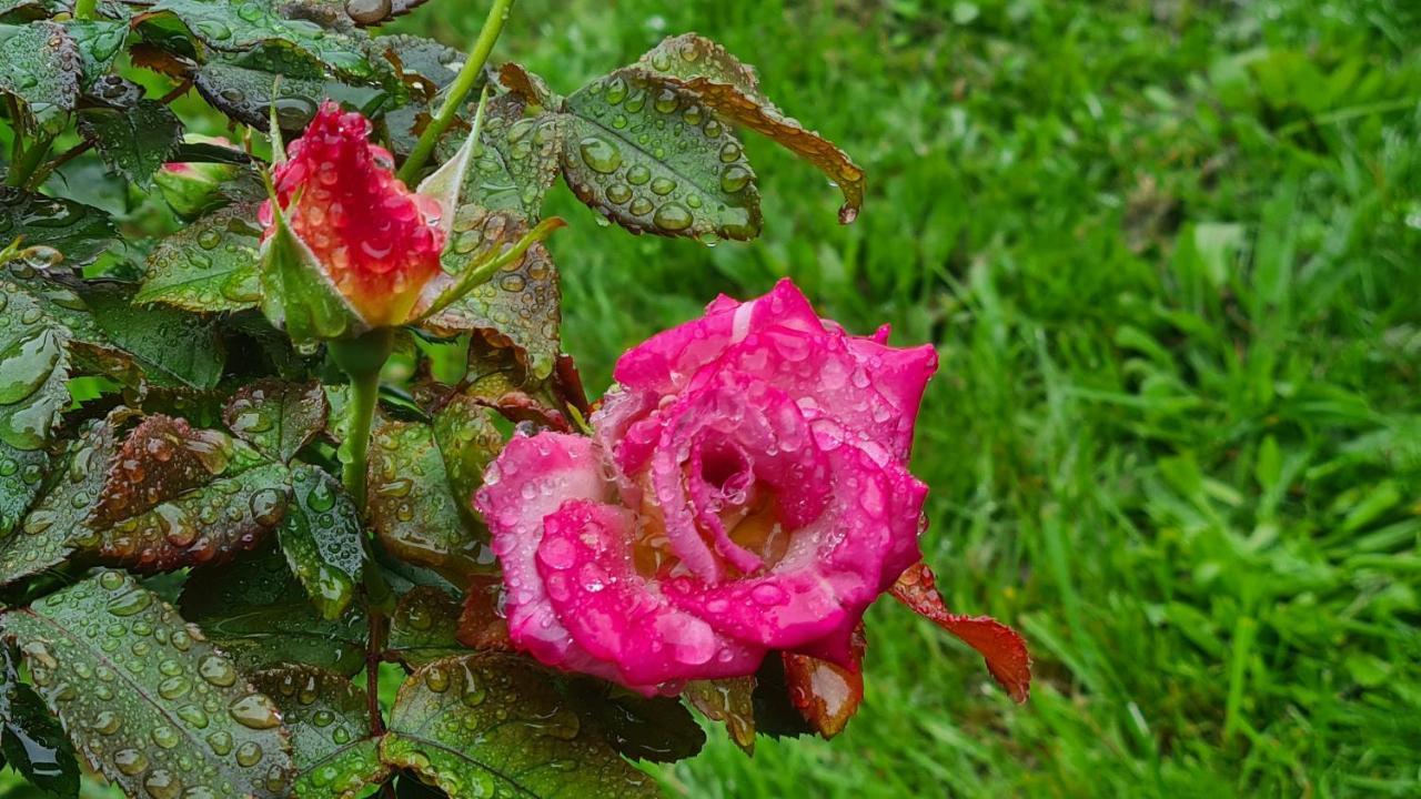 布兰维尔苏米尔Lesroses1680住宿加早餐旅馆 外观 照片