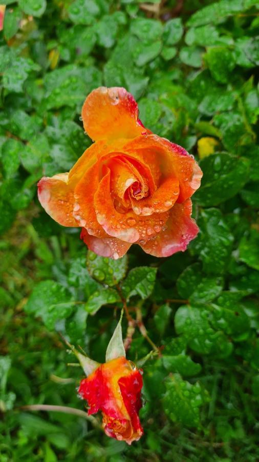 布兰维尔苏米尔Lesroses1680住宿加早餐旅馆 外观 照片