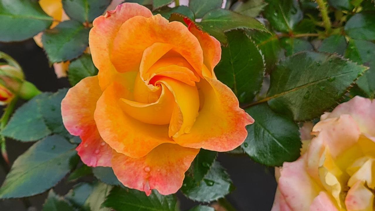 布兰维尔苏米尔Lesroses1680住宿加早餐旅馆 外观 照片