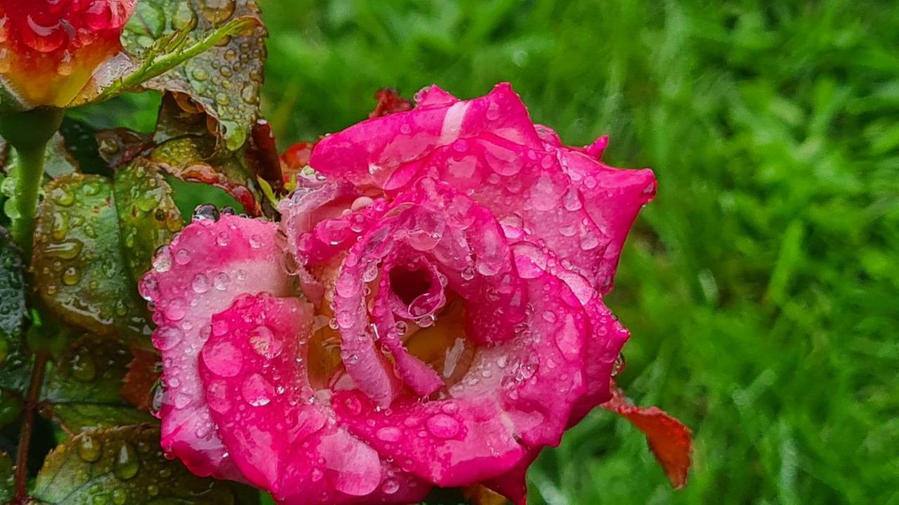 布兰维尔苏米尔Lesroses1680住宿加早餐旅馆 外观 照片