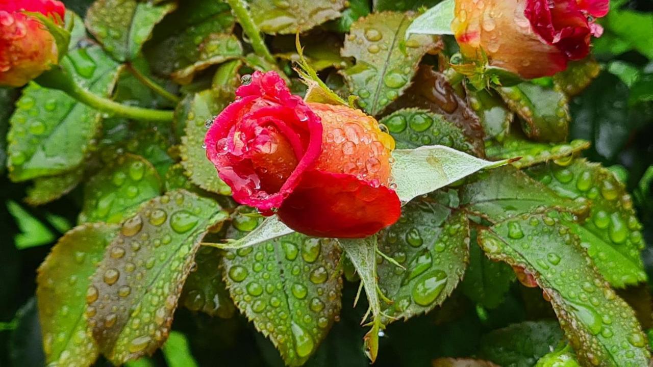 布兰维尔苏米尔Lesroses1680住宿加早餐旅馆 外观 照片