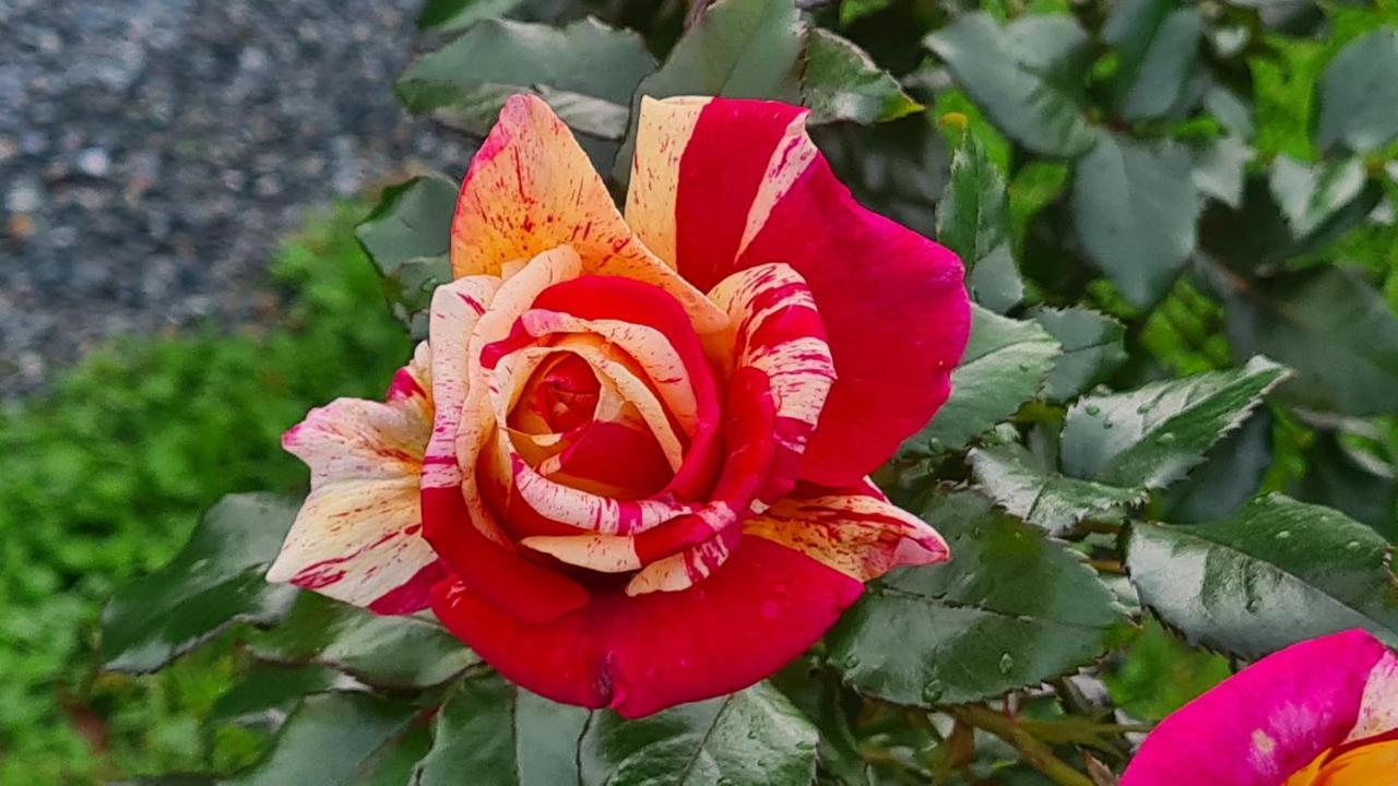 布兰维尔苏米尔Lesroses1680住宿加早餐旅馆 外观 照片